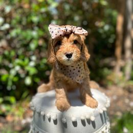 Australian Labradoodle and Labradoodle Puppies from Doodles_Ko