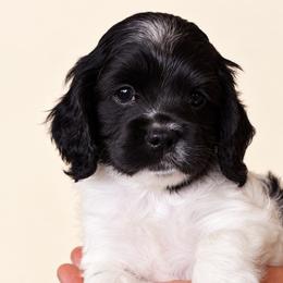 Trixie - Black and white female Cockapoo puppy in Surprise, Arizona from Puppy Garden