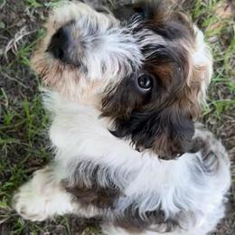 Copper - White and liver male Springerdoodle puppy in Reddick, Florida from Cooper’s Mini Doodles