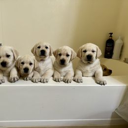 Labrador Retriever Puppies from SR Labrador Retrievers