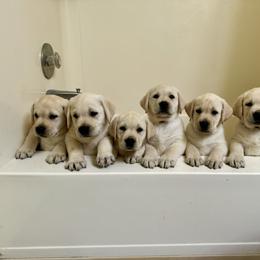 Labrador Retriever Puppies from SR Labrador Retrievers