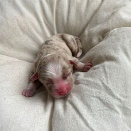 Ginger - Red merle female Australian Shepherd puppy in Grants Pass, Oregon from Carmel Mountain Aussies