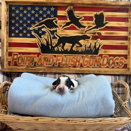 Boy2 - Blue belton and tan (tri-color) English Setter puppy in Potosi, Wisconsin from Point and Flush Gun Dogs