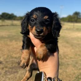 Fifi - Black and tan female Dachshund puppy in Durant, Oklahoma from Big Creek Mini Dachshund