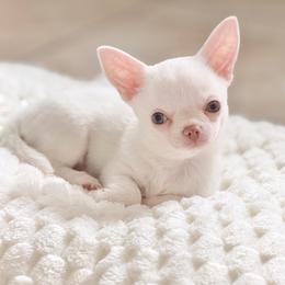 Marshmallow - White male Chihuahua puppy in Oviedo, Florida from ROYALCHIHUAHUAPUPPY