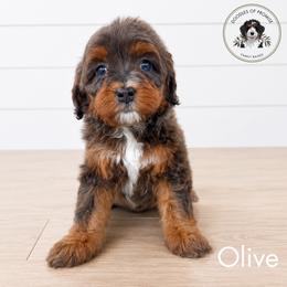 Olive - Tri-color female Bernedoodle puppy in Greenville, Texas from Doodles of Promise