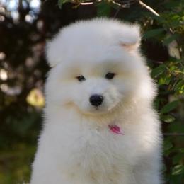 Samoyeds from Polar Mist Samoyeds
