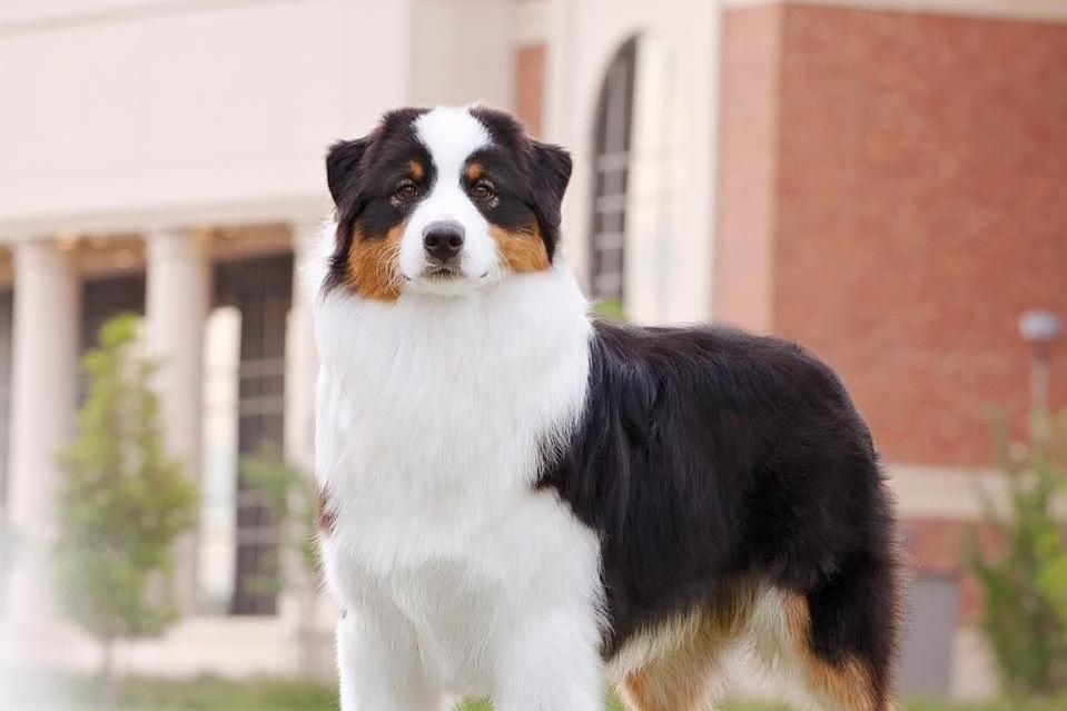 Australian Shepherd Dog 