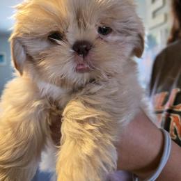 Santos - Gold and white male Shih Tzu puppy in Surprise, Arizona from Ashlee's Shih Tzus