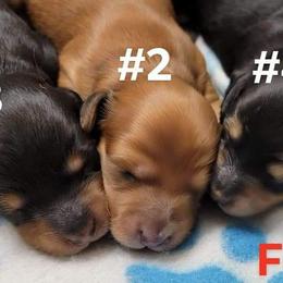 Dachshund Puppies from CLARK'S BREEDING PROGRAM