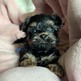 Teddy - Black and gold male Yorkshire Terrier puppy in California from All Star Yorkies