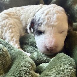River - Grey and white male Bernedoodle puppy in Larimer County, Colorado from Puppy Love Doodles