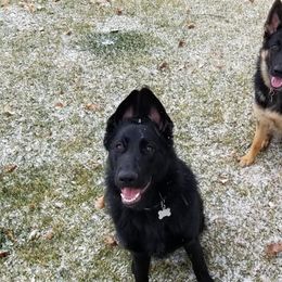 German Shepherd All Grown Up from Lindhalla German Shepherds