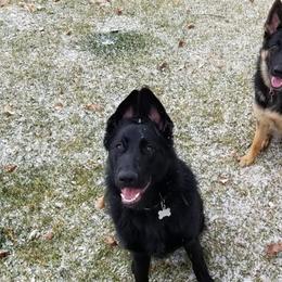 German Shepherd All Grown Up from Lindhalla German Shepherds