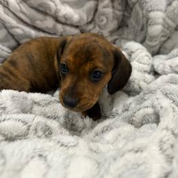 Artemis - Brindle female Dachshund puppy in Queen Creek, Arizona from Western Weens