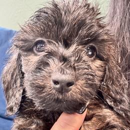 Louie - Brindle male Dachshund puppy in Cabool, Missouri from Dachshund's of Country Magic Farms in Missouri