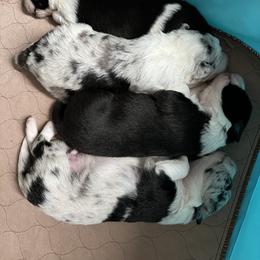 Border Collie Puppies from Roaring River Border Collies