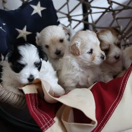 Morkie puppies from Sun-Kissed Morkies