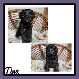 Tina - Black female Schnoodle puppy in Lebanon, Missouri from Cedar Glades Canines