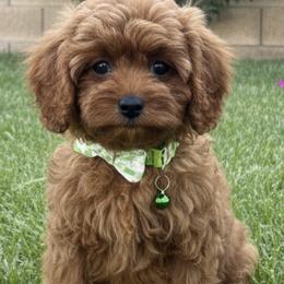 Pip (Green Collar Boy) - Red male Cavapoo puppy in Gilbert, Arizona from Azteddybeardoodles
