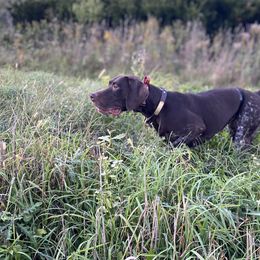 German Shorthaired Pointers from Lauren Kennedy