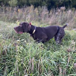 German Shorthaired Pointers from Lauren Kennedy