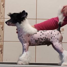 Falko - Chinese Crested