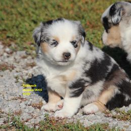 Lyana - Blue merle female Miniature American Shepherd puppy in Hillsdale, Michigan from Faithwalk Aussies and Mini American Shepherds