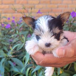 Lyle (boy 1) - Biewer Terrier puppy from De La Rosa Biewers