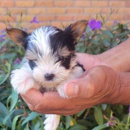 Lyle (boy 1) - Biewer Terrier puppy from De La Rosa Biewers