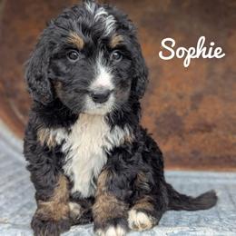 Soohie - Tri-color female Bernedoodle puppy in Lancaster, Minnesota from Richardville Hunde