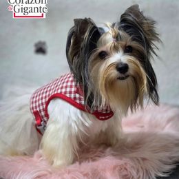 Blueberry - Biewer Terrier