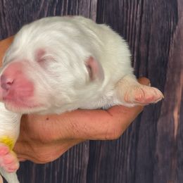 Yellow Girl - White female Great Pyrenees puppy in Elfrida, Arizona from Outlaw Acres Farm & Kennels