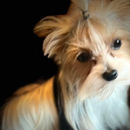 Yorkshire Terriers from Kings Yorkshire Terriers
