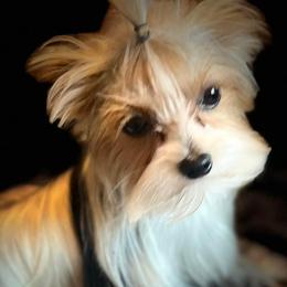 Yorkshire Terriers from Kings Yorkshire Terriers
