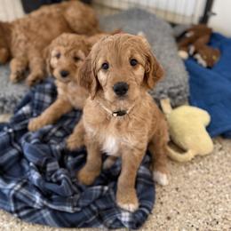 Goldendoodle Puppies from Mountain Grove Doodles
