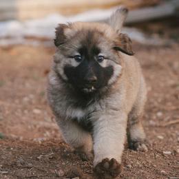 Shiloh Shepherds from Pikes Peak Shilohs