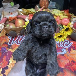 Diva's Black Boy w red collar - Black male Cocker Spaniel puppy in Pensacola, Florida from Barbara Richards' Cocker Kennel, Pensacola, FL