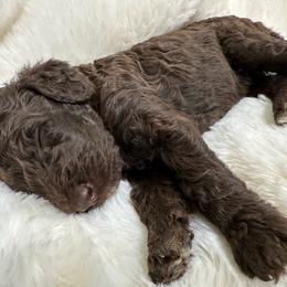 Latte - Chocolate female Goldendoodle puppy in Osage City, Kansas from Golden Ridge Goldens