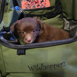 Grace - Red & white female Miniature Australian Shepherd puppy in Arlington, Texas from CopperHead Aussies