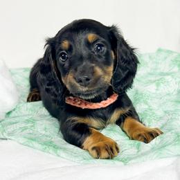 Skittles - Black and tan female Dachshund puppy in Sacramento, California from MiniDoxPups