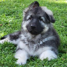 Tiger - Black and silver male Shiloh Shepherd puppy in Plant City, Florida from Look Up Shilohs