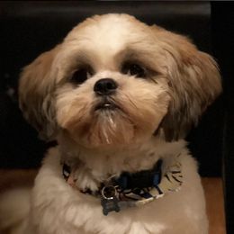 Shih Tzus from Kahari Hawaii
