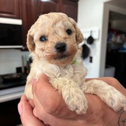 Green boy - Apricot male Poodle puppy in Phoenix, Arizona from La Petite poodle