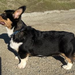Muffin - Pembroke Welsh Corgi