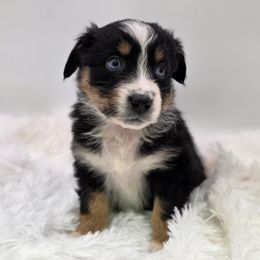Onyx - Black tri-color male Australian Shepherd puppy in Annville, Pennsylvania from Creekside Aussies LLC