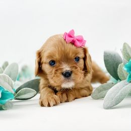 Cavalier King Charles Spaniel, Cavapoo, and Poodle Puppies from Red Skye Puppies