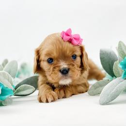 Cavalier King Charles Spaniel, Cavapoo, and Poodle Puppies from Red Skye Puppies