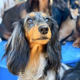 Tulip - Dachshund