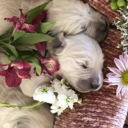 Golden Retriever Puppies from Brightside Goldens